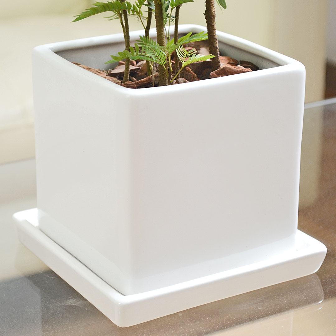 観葉植物 エバーフレッシュ キューブ陶器鉢植え ネムノキ ホワイト 白