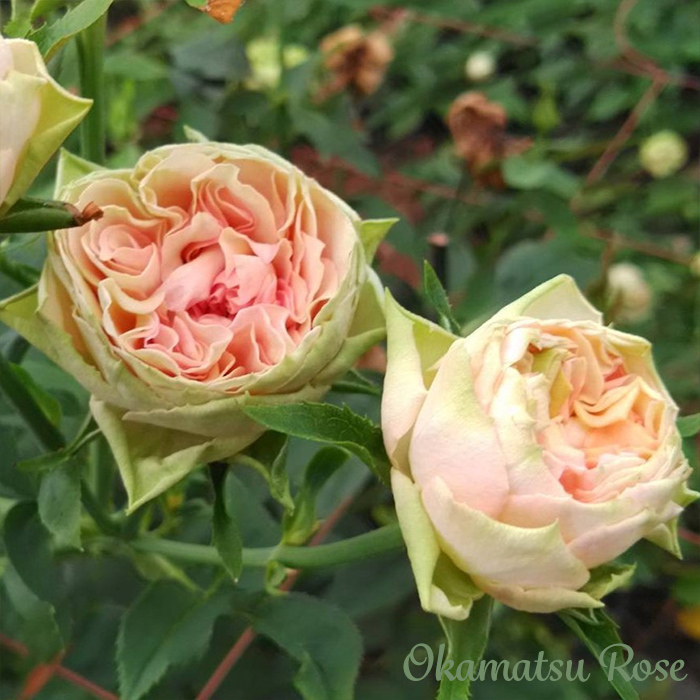 予約販売 バラ苗 バラ大苗 ゴットグリグリ 契約品種 薔薇 ばら 送料