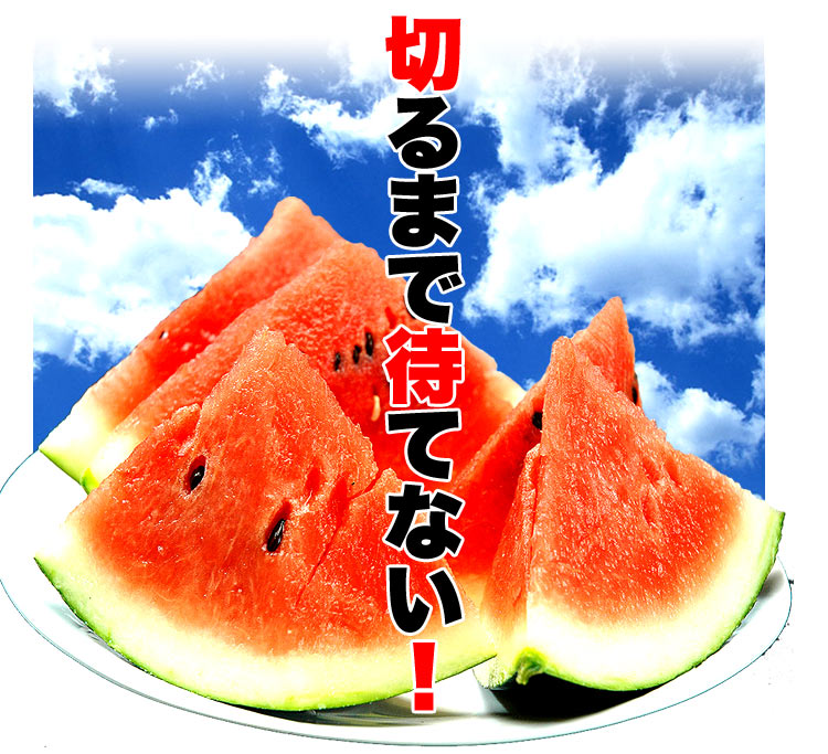 2026年収穫予約 秀品 でんすけすいか 6kg前後 デンスケスイカ 西瓜