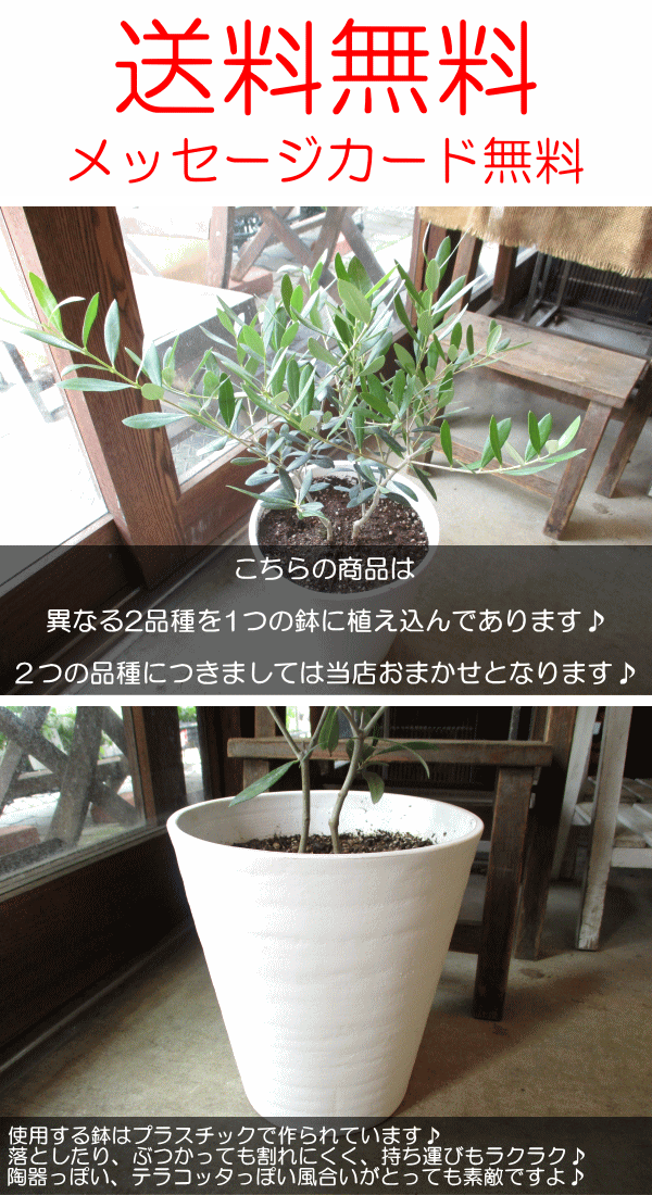 オリーブの木 2品種植え 7号鉢サイズ 白色 セラアート鉢 ホワイト
