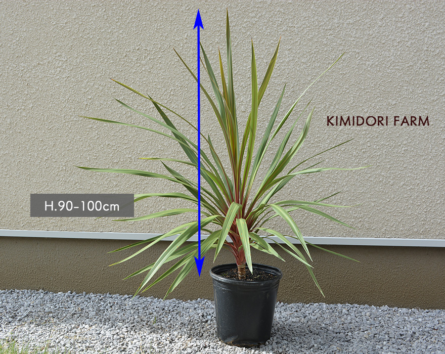 コルジリネ サンダンス オーストラリス ドライガーデン オージー