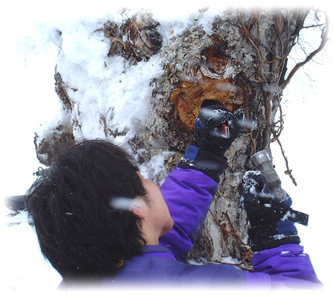 業務用 カバノアナタケ茶塊(原体)2.1kg(700g×3袋セット)北海道産