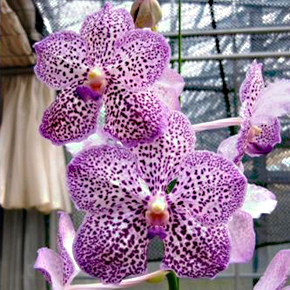 ラン苗 バンダ ヤノブルースポット 開花見込み株 1株 洋蘭 洋ラン : 花