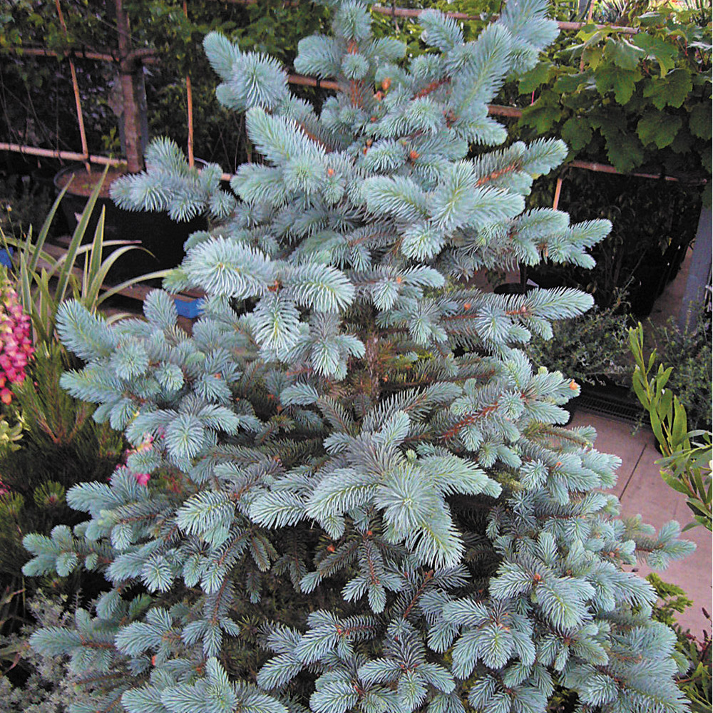 ピセアプンゲンス 苗 ホプシー 1株 花木苗 国華園 爆買 : 花と緑 国