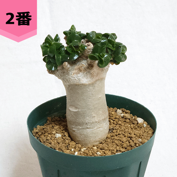 アデニウム アラビカム 獅子葉 3号 プラ鉢 種 種子 鉢 土 巻葉 塊根