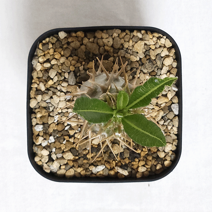 パキポディウム アンボンゲンセ 4号 プラ鉢 塊根植物 コーデックス