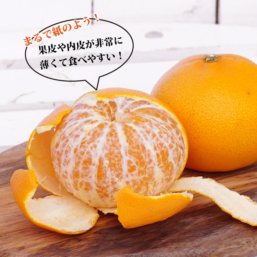 せとか みかん 3年生接木大苗 産地で剪定済 1.0m苗 登録品種・品種登録