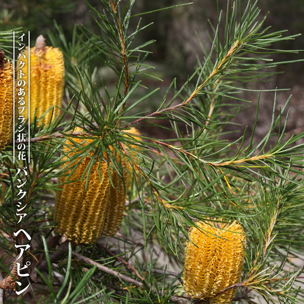 バンクシア・ヘアピン （スピヌロサ） 6号黒鉢植え : 苗木部 花ひろば