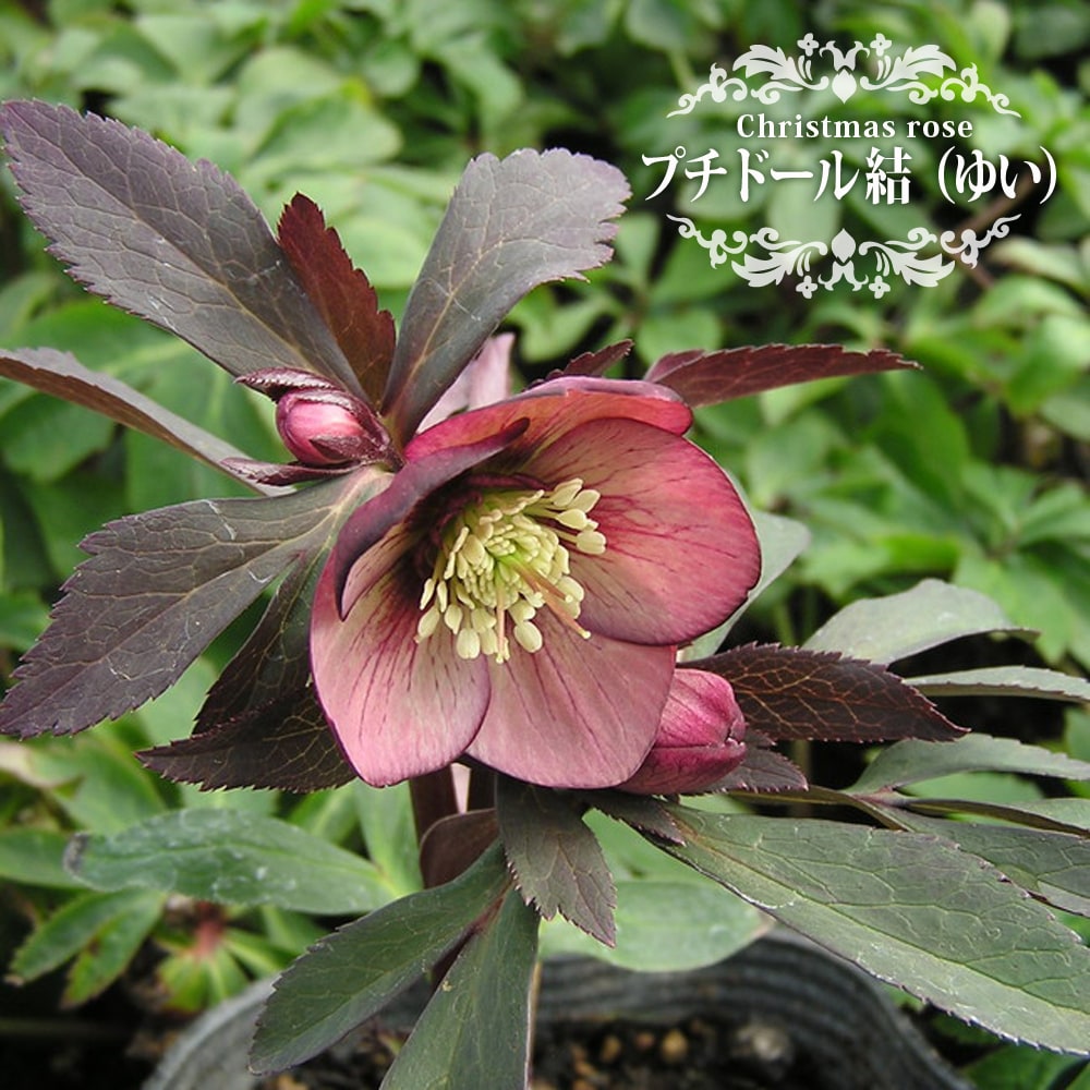 プチドール 結（ゆい） 一重咲きクリスマスローズ 3号ポット 苗 : 苗木