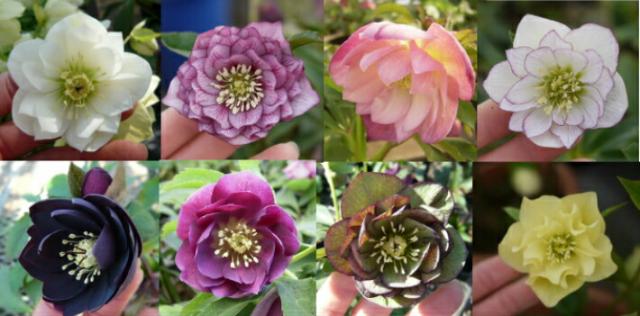 特価品 クリスマスローズ開花株 半八重〜八重咲き フルーツドロップ