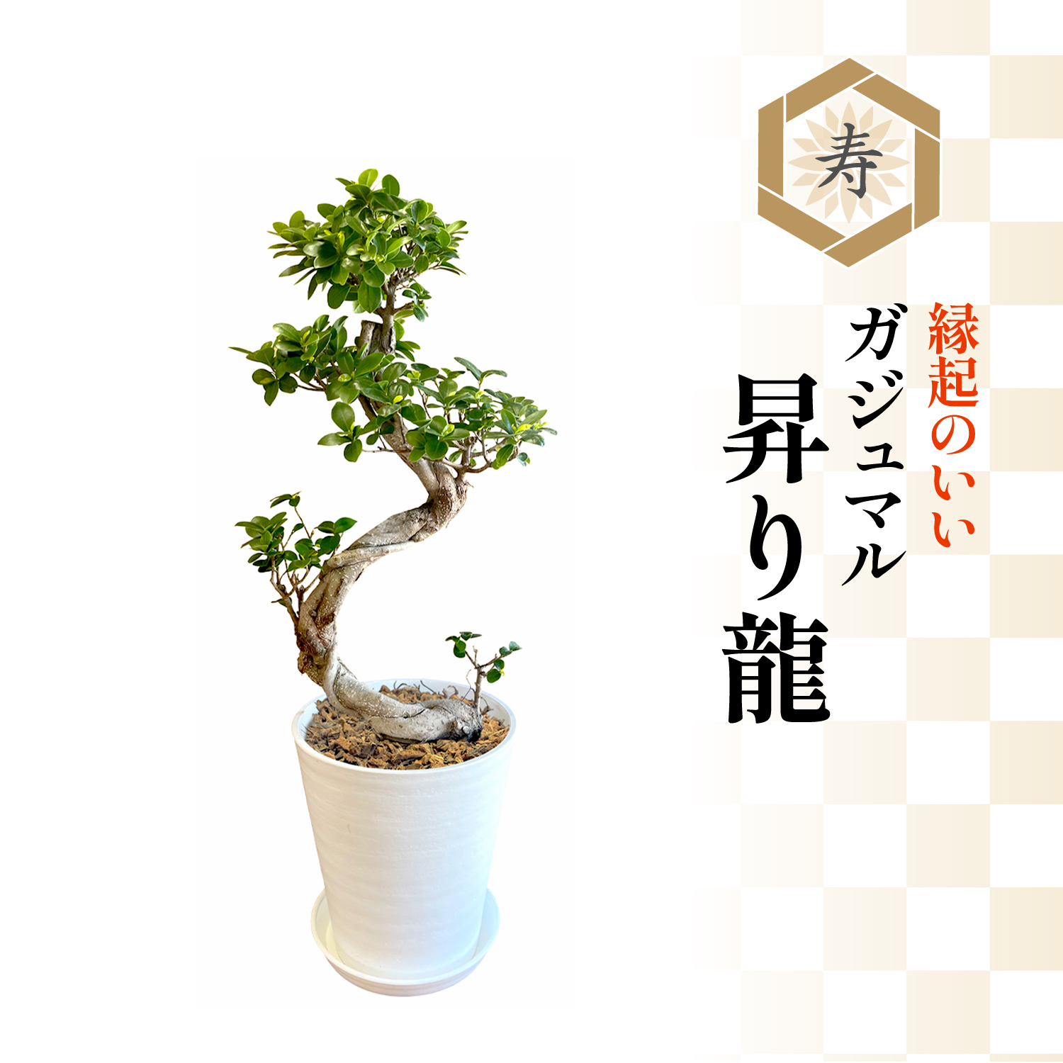 花のギフト社 ガジュマル 観葉植物 大型 ガジュマルの木 昇り龍 8号鉢