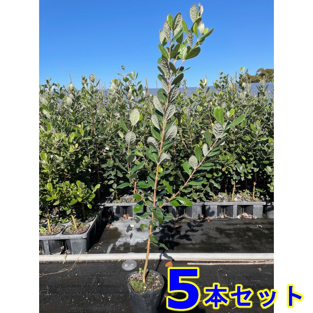植木 苗木 生垣 フェイジョア (果樹) 15.0p 15本 樹高1.0m前後