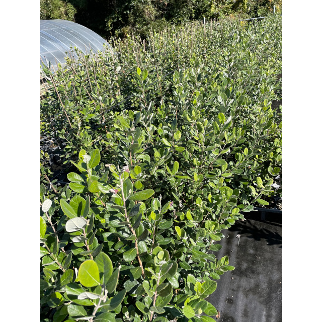 植木 苗木 生垣 フェイジョア (果樹) 15.0p 15本 樹高1.0m前後