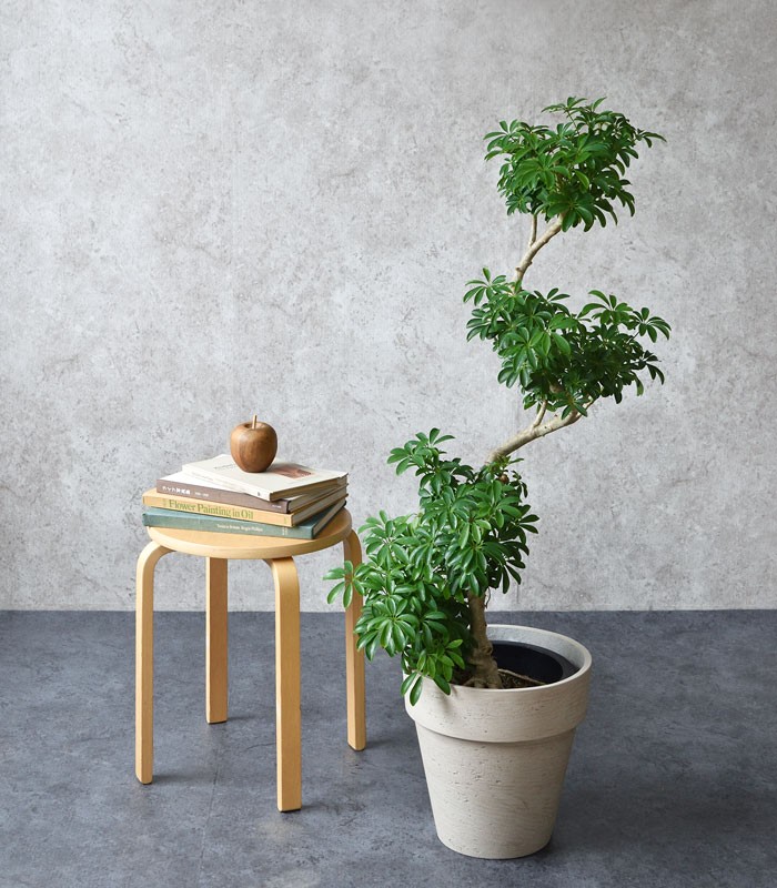 観葉植物 本物 シェフレラコンパクター 曲がり樹形 8号鉢 曲がり木