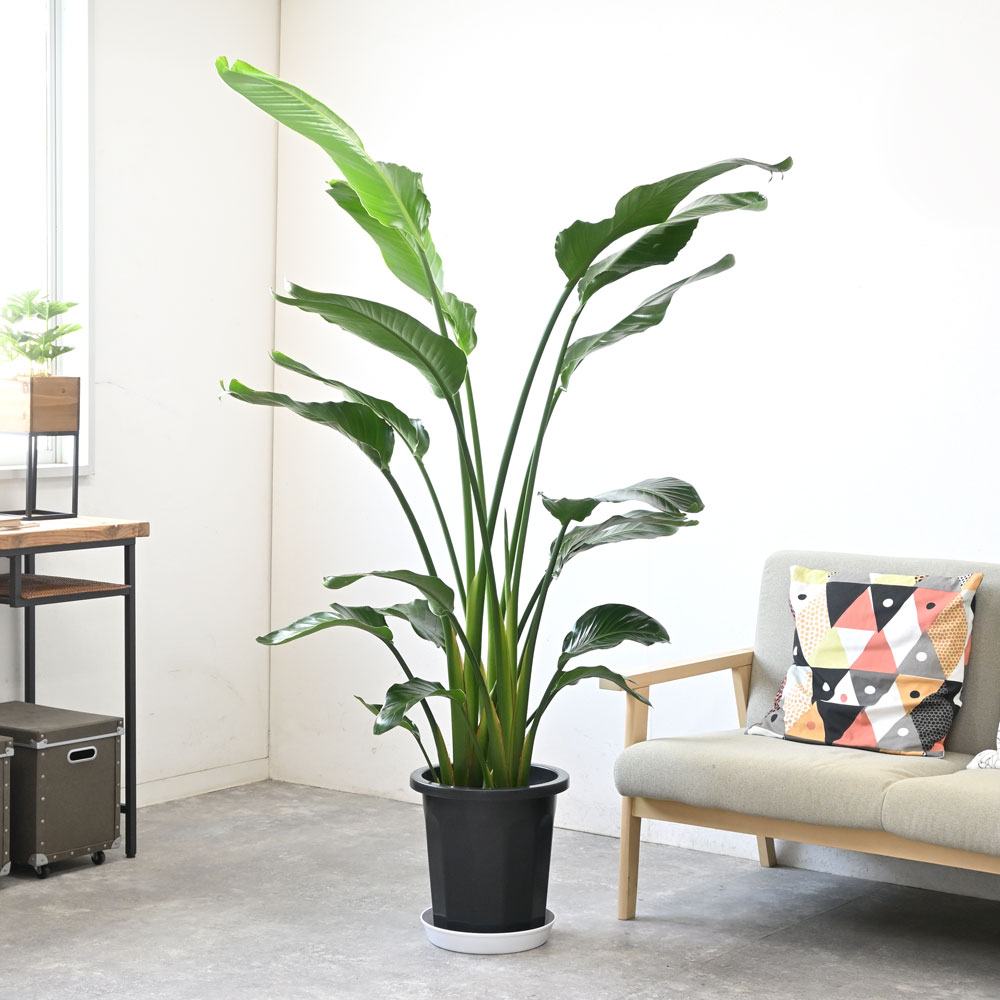 観葉植物 本物 ストレリチア オーガスタ 10号鉢 大型 室内用