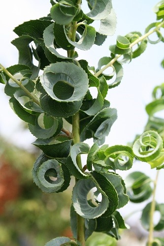 タイサンボク リトルジェム 3.5号ポット 挿し木苗 苗木 : エスフルール