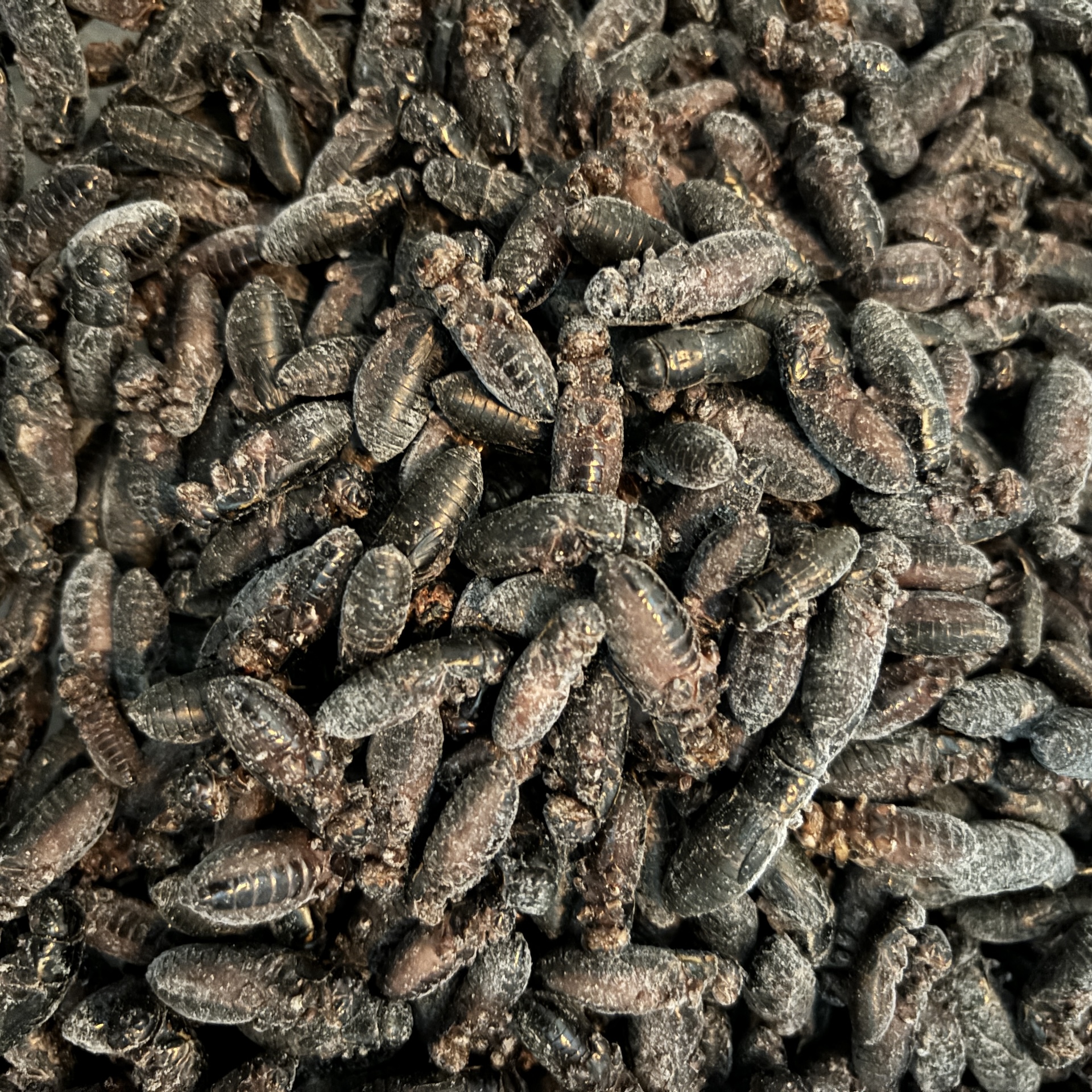 冷凍クロコML,1kg) 冷凍コオロギ イエコ クロコ ミックス 餌 増量 送料