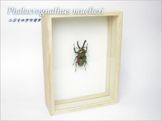 昆虫標本 ニジイロクワガタ 桐箱 : ソプラノYahoo!店 - 通販 - Yahoo