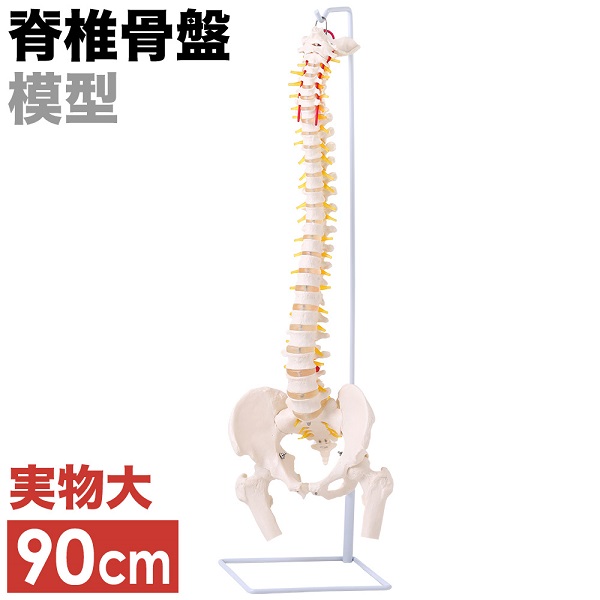 人体模型 脊髄骨盤模型 90cm 実物大 吊り下げ 台座付き 後頭骨 股関節