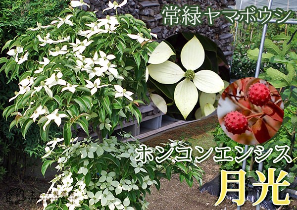 常緑ヤマボウシ 『 ホンコンエンシス （ 月光 ） 』 挿し木 10.5cm