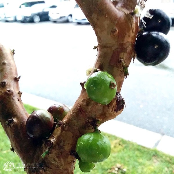 ジャボチカバ 18cmポット苗木 爆買 : 花と緑の専門店 土っ子倶楽部