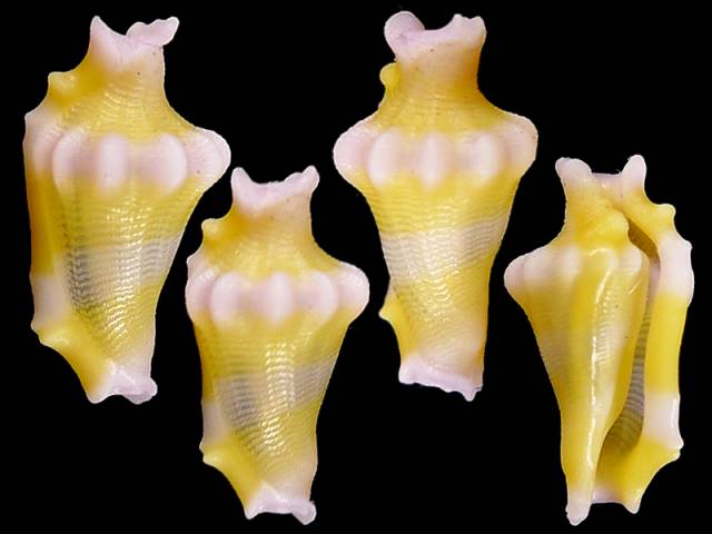 貝殻ストア - Yahoo!ショッピング