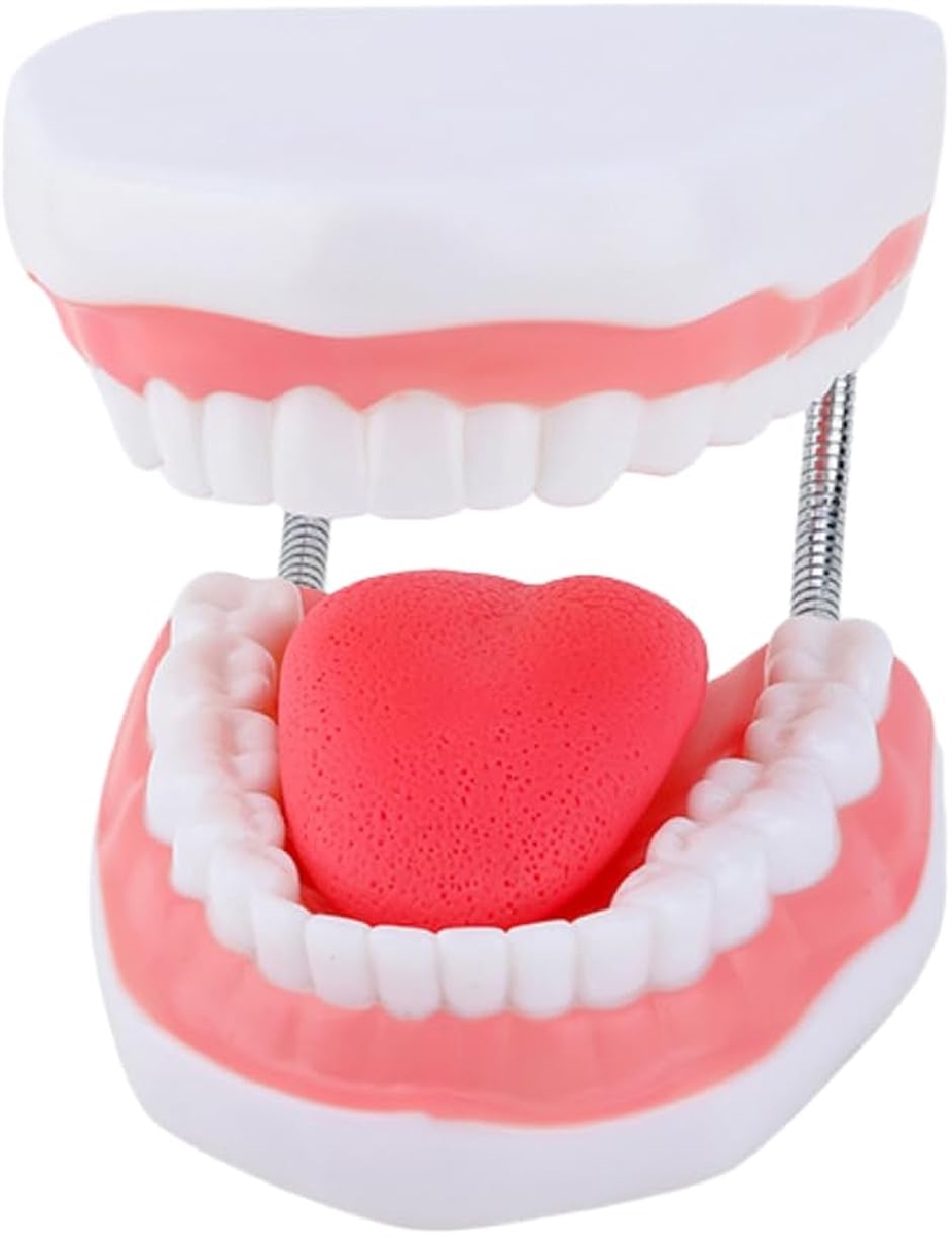 歯 模型 歯医者 おもちゃ 歯磨き 舌模型 教育 上顎/下顎モデル : ゼ