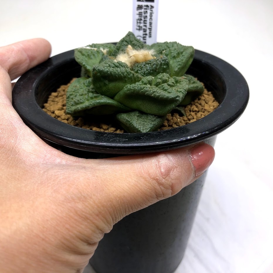 サボテン：アリオカルプス 大疣亀甲牡丹 実生*幅7cm 現品！一品限り