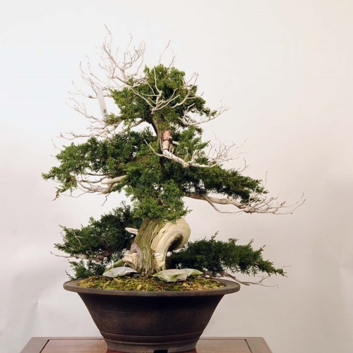 大品盆栽：糸魚川真柏【現品】*【当店へご来店引き取りの方限定