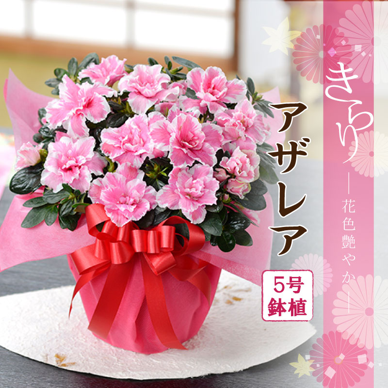 吉本花城園 爆買 遅れてゴメンね 敬老の日 花 プレゼント ギフト