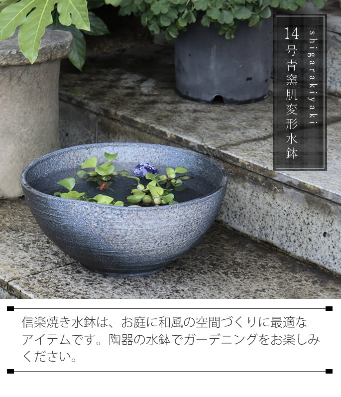 信楽焼 メダカ鉢 おしゃれ 水鉢 睡蓮鉢 陶器 めだか 金魚鉢 青 メダカ