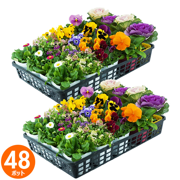 花苗 セット 送料無料 秋冬のお花おまかせ48ポット ガーデニングに最適