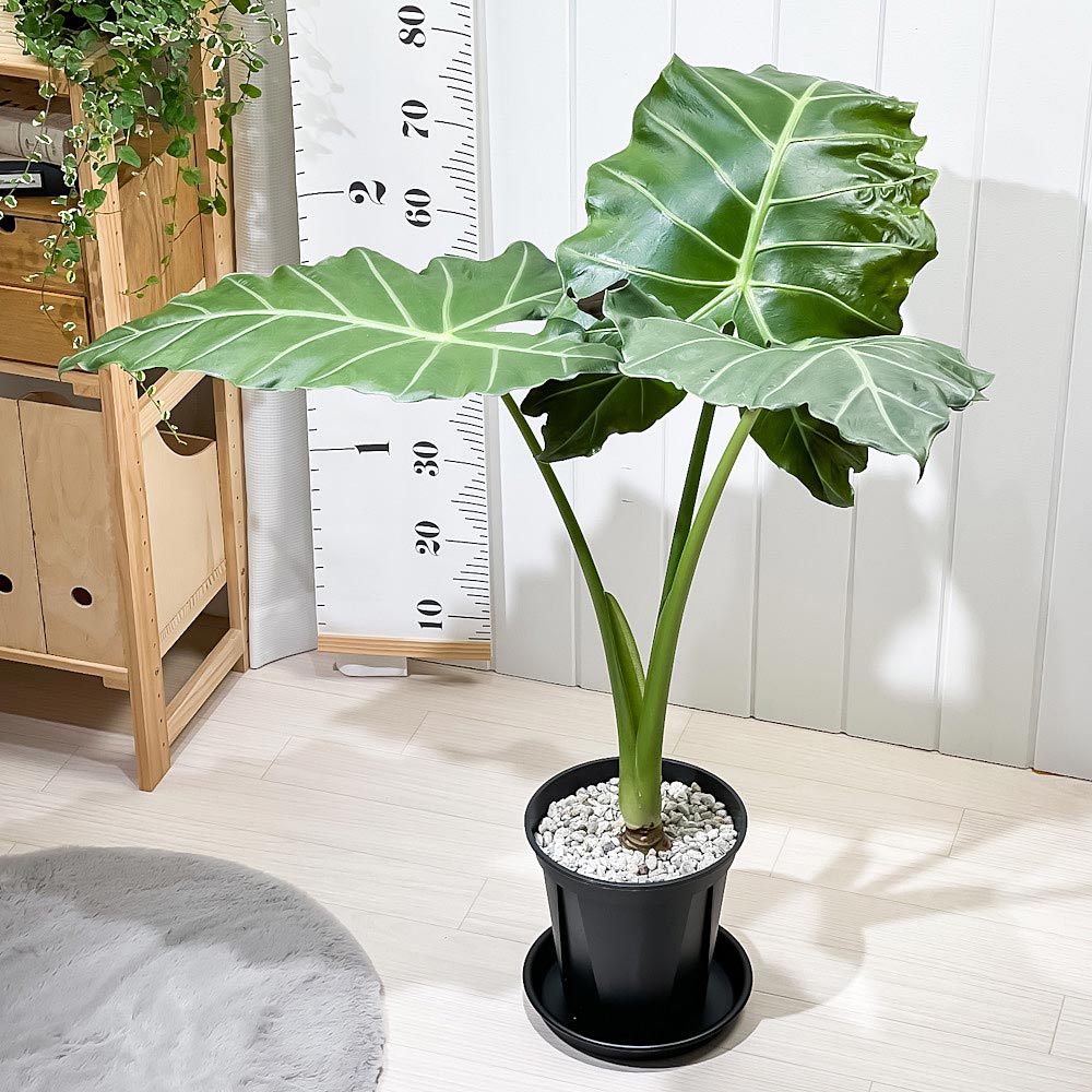 PLANCHU 観葉植物 アロカシア マヤマスク 7号スリット鉢 受け皿付き