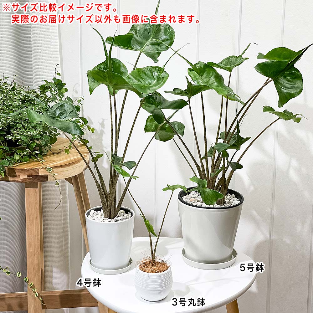 PLANCHU 観葉植物 アロカシア スティングレイ 4号鉢 受け皿付き 育て方