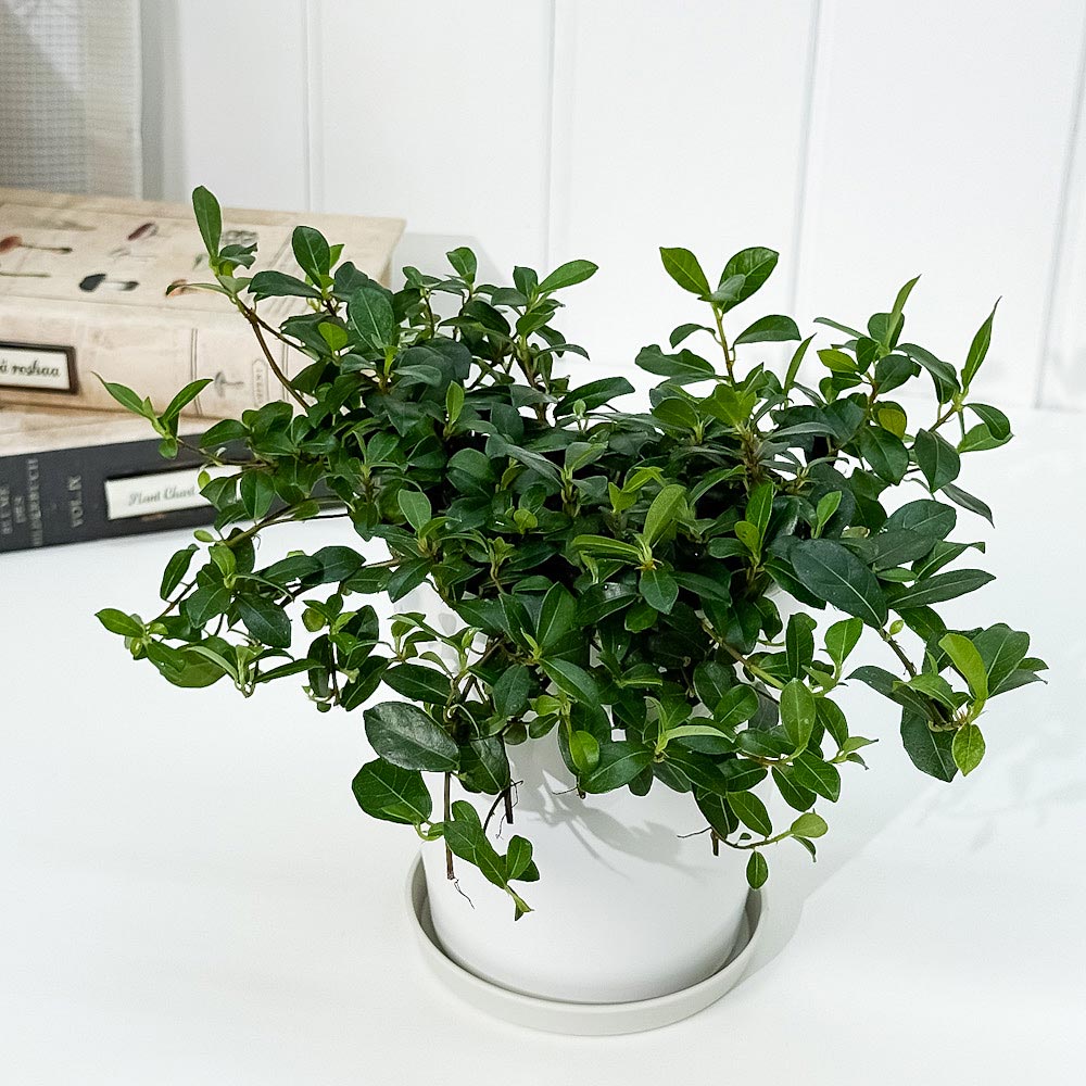 PLANCHU 観葉植物 フィカス シャングリラ 4号鉢 受け皿付き 育て方説明