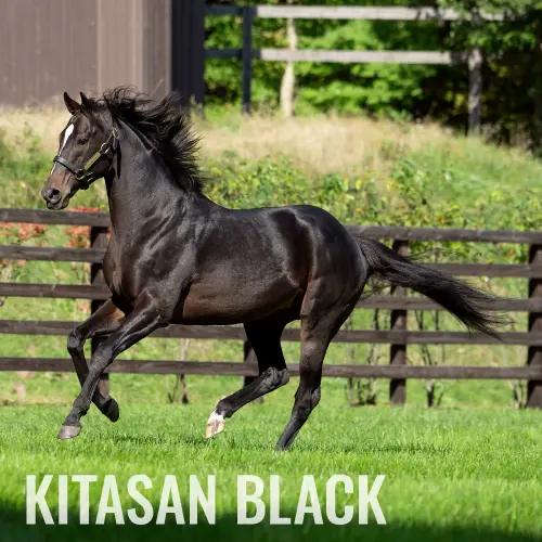 社台スタリオンステーション