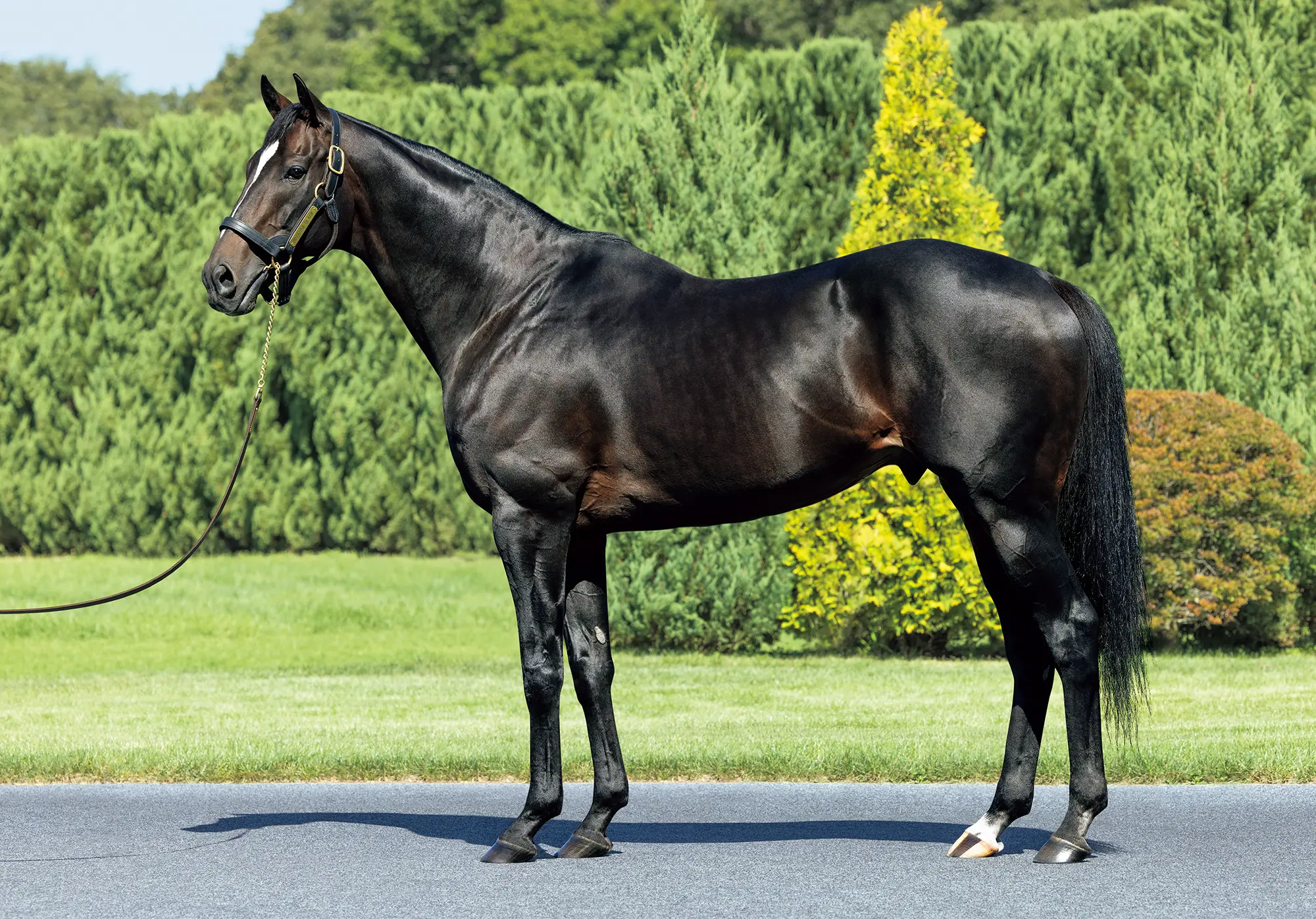 社台スタリオンステーション