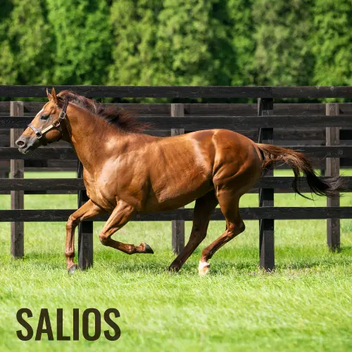 社台スタリオンステーション