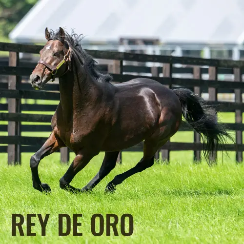 社台スタリオンステーション