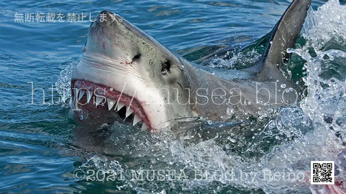 ホホジロザメの歯の数は何本？知られざる秘密を解説 - サメぺディア by