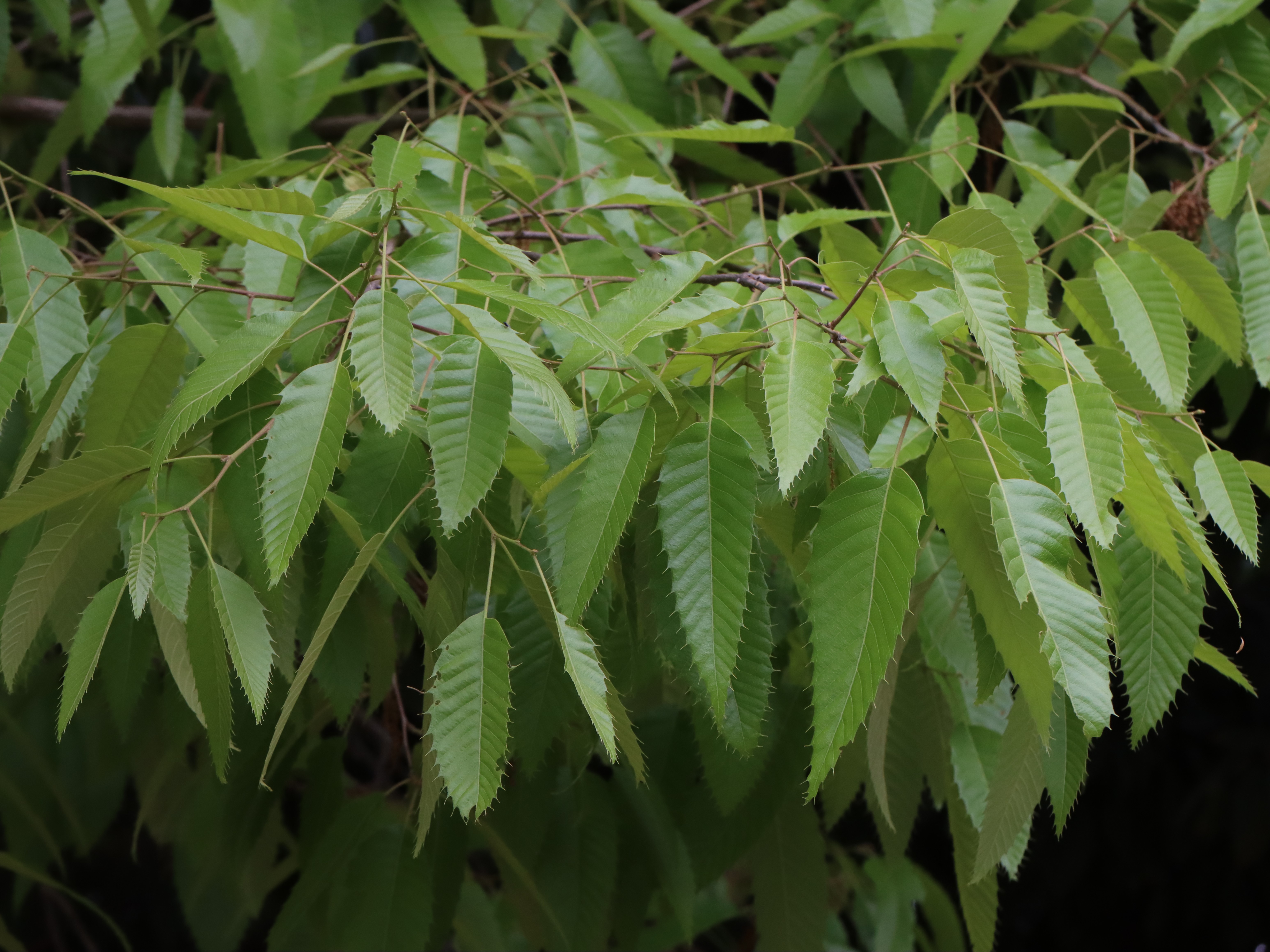 木灰 (クヌギ) クヌギ | 山と公園（市街地）の植物図鑑