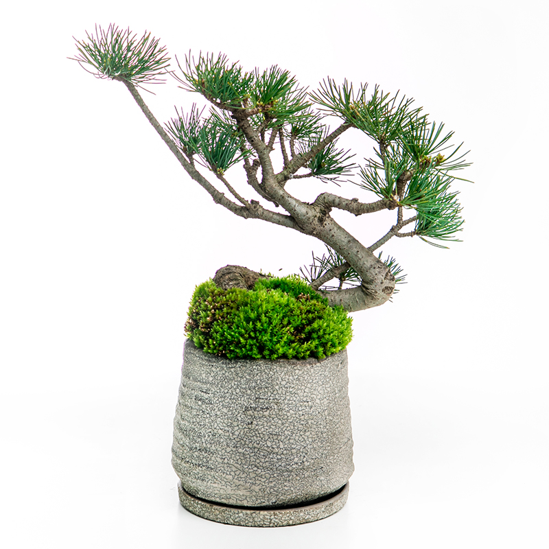 五葉松 | 株式会社 四季彩グリーン