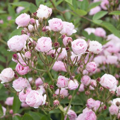 群舞 ｜バラ苗の通販の篠宮バラ園