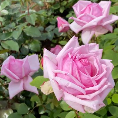 ラ フランス ｜バラ苗の通販の篠宮バラ園