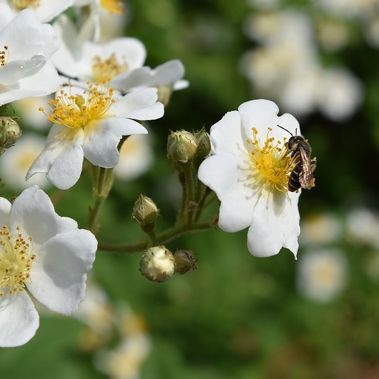 ノイバラ（ロサムルティフローラ)｜バラ苗の通販の篠宮バラ園