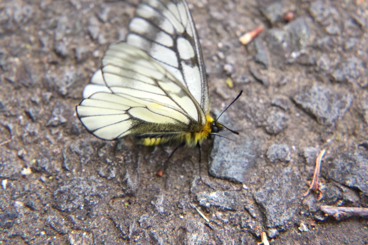 ウスバシロチョウ〜別称、ウスバアゲハ。白くひらひらと舞う蝶