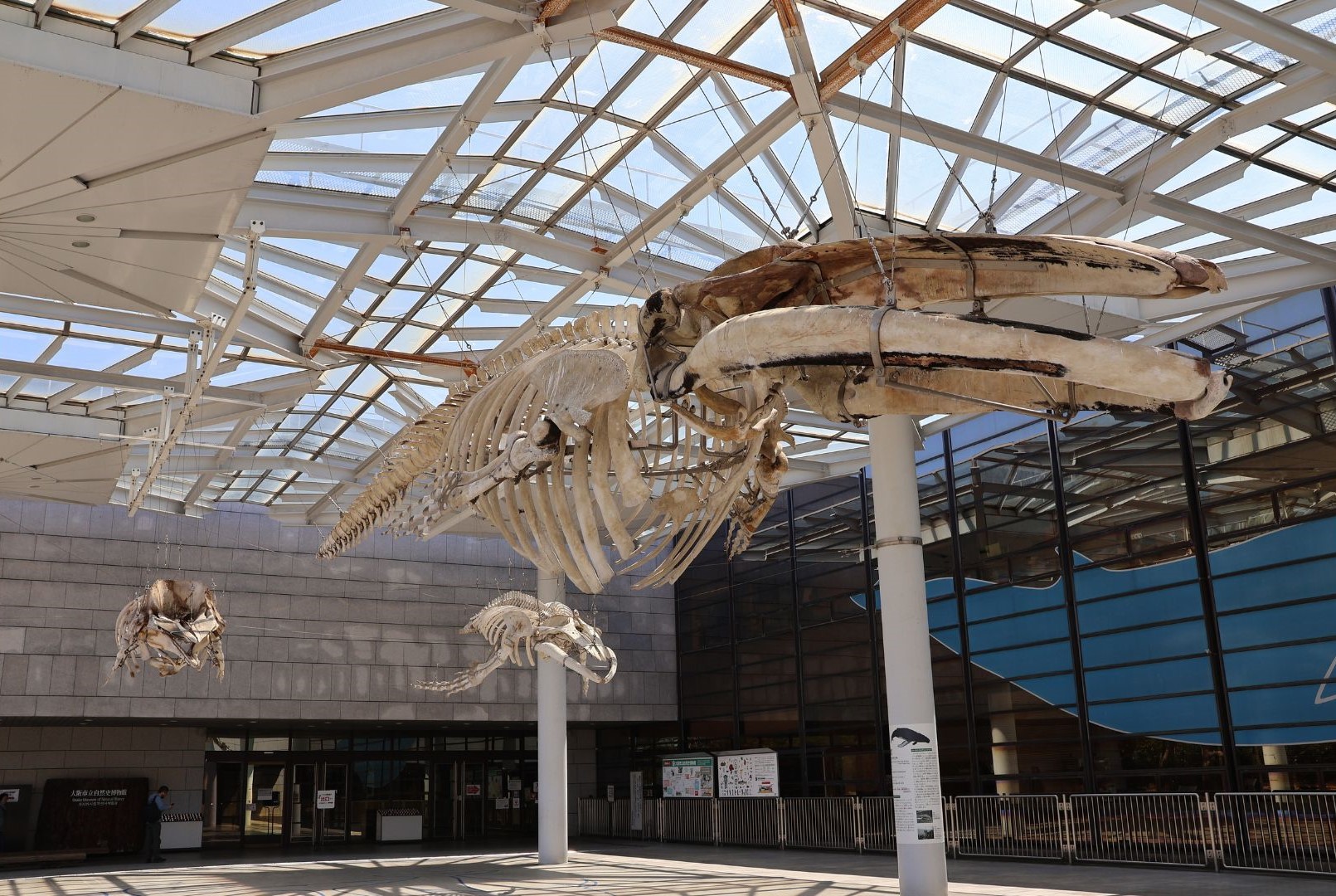 大阪市立自然史博物館