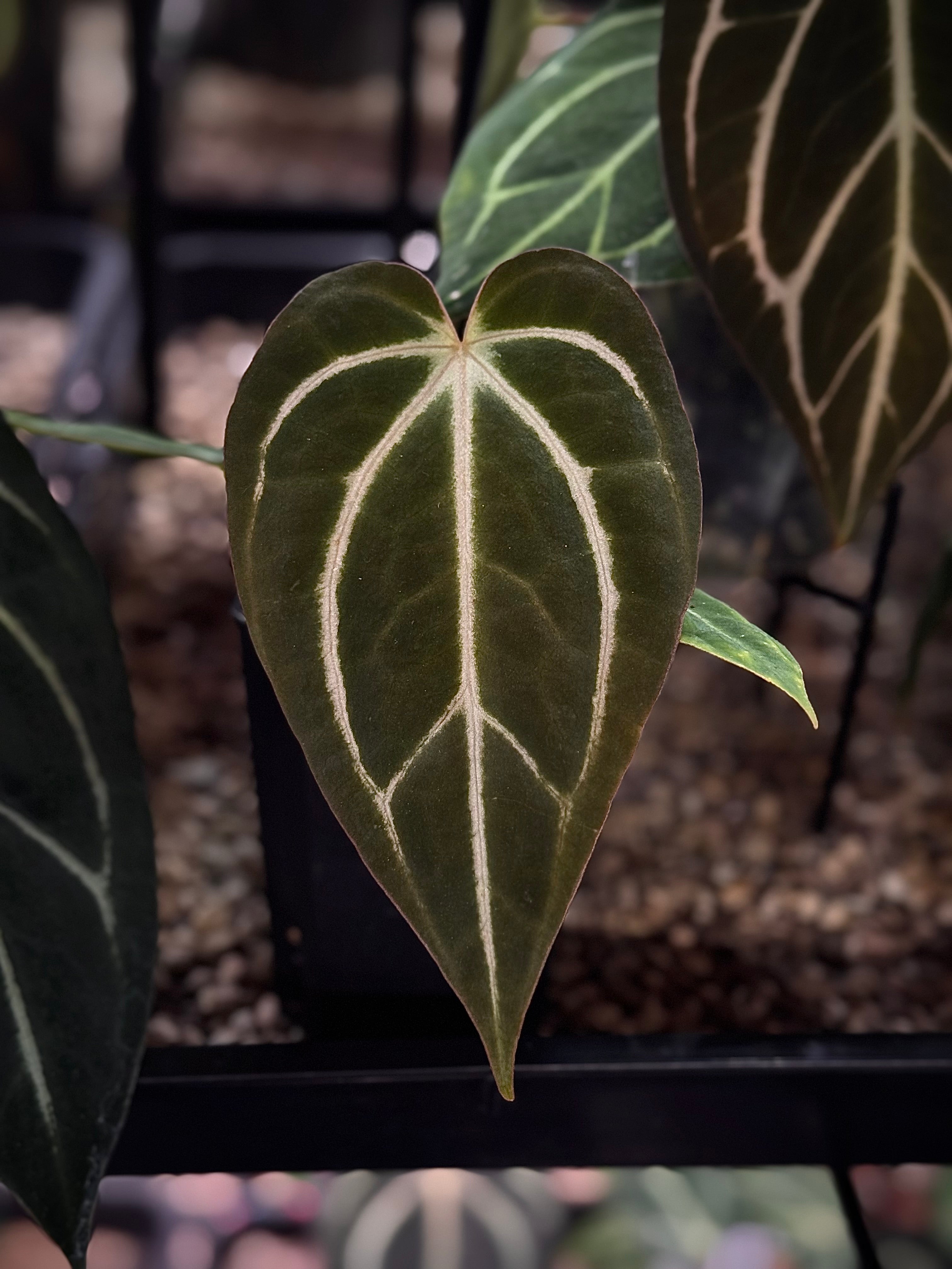 F52DCE21-3015-4D52-B40F-