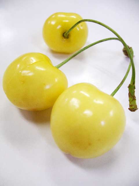 山形県産《月山錦》黄色いサクランボ：フルッティア｜こだわりフルーツ