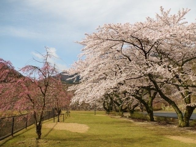 船上山万本桜公園の桜｜花見特集2026